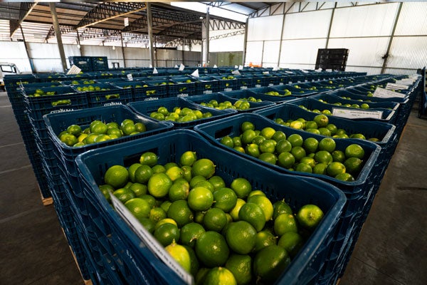 Limão Tahiti - Mercado Interno